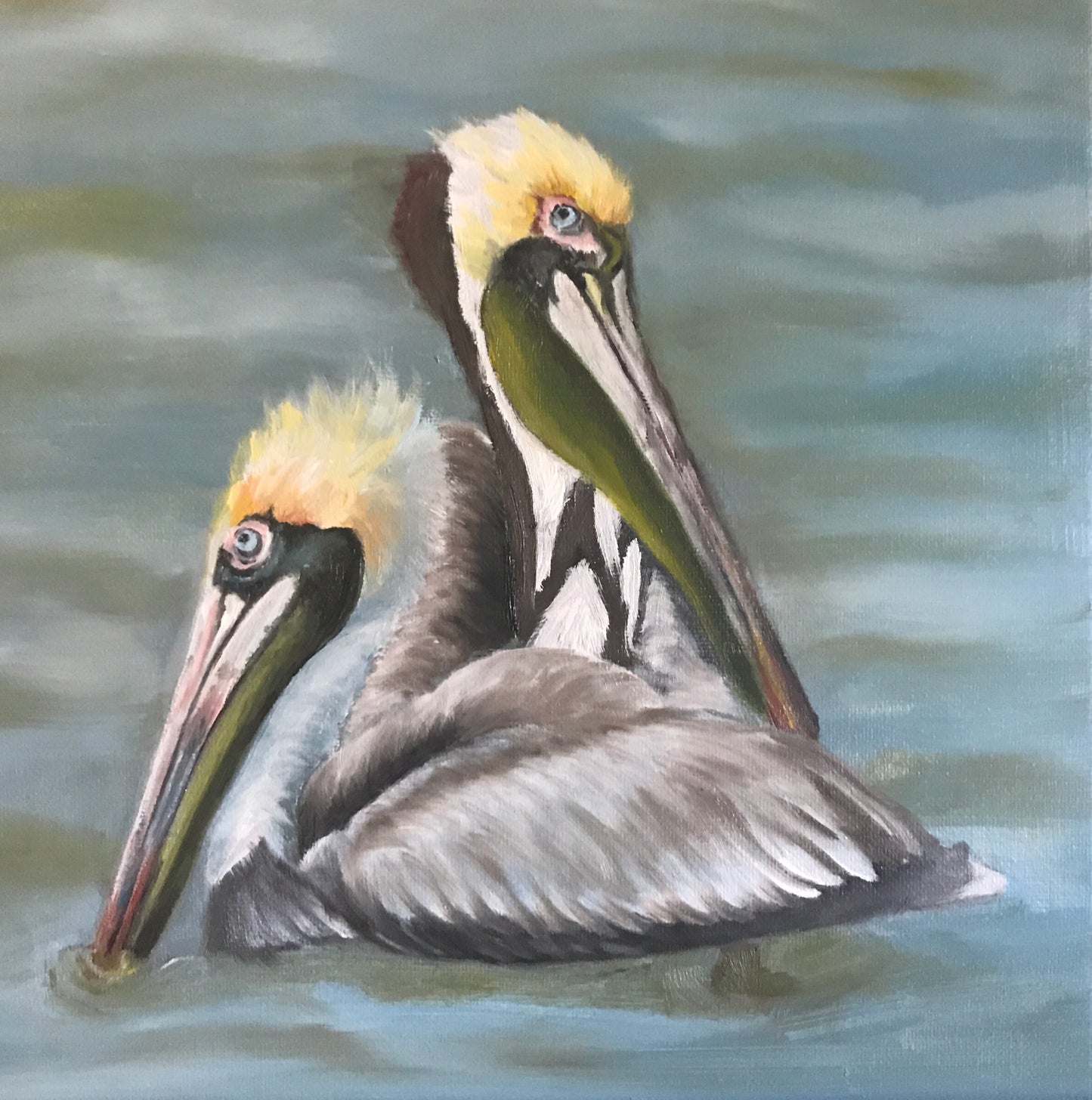 Pelicans