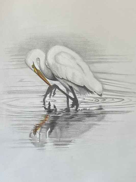 Great Egret in Water