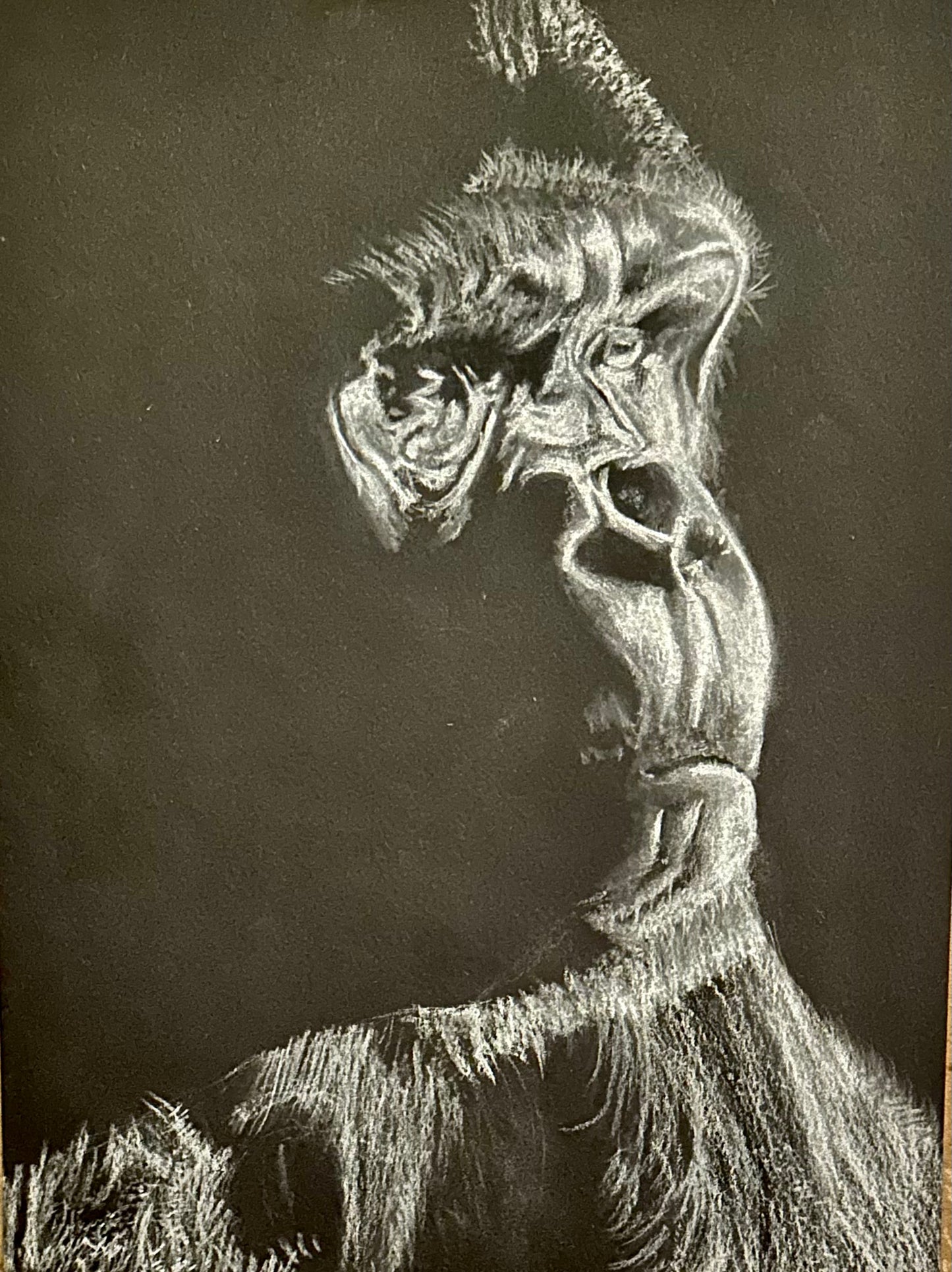 Ape - White on Black